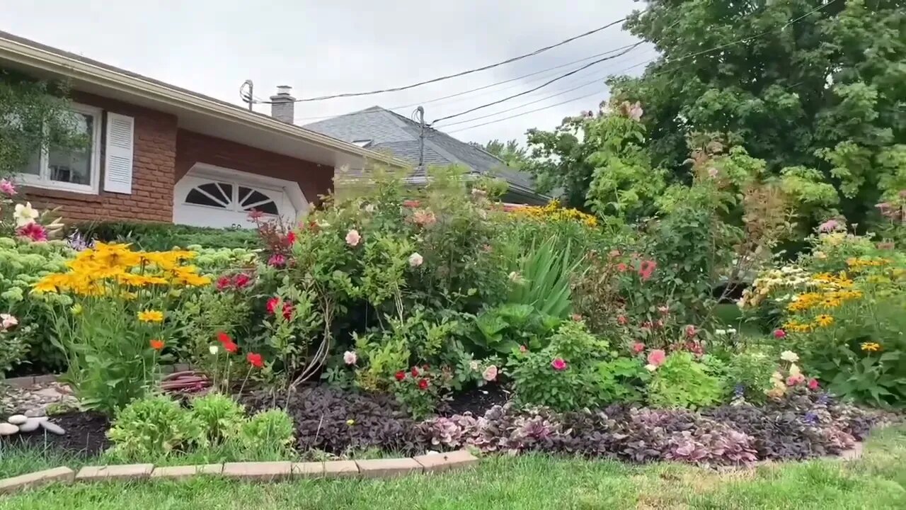 Oriental Lilies + Frontyard Garden Garden Journal August 9