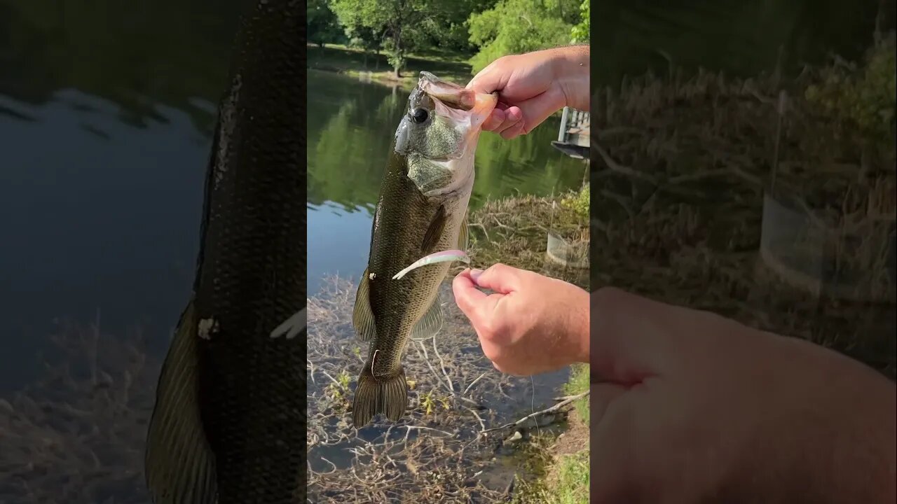 Good sized Largemouth Bass caught in a pond on our 3” Flat Top Minnow fished weightless!