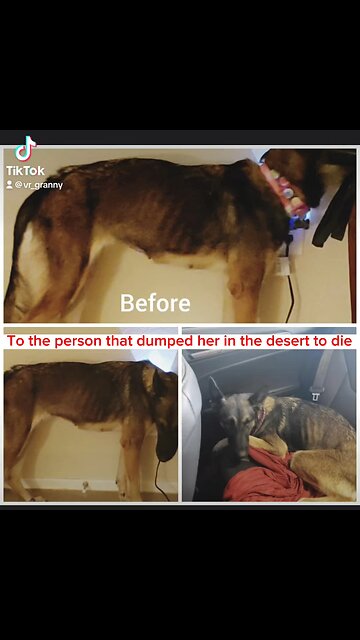 Rescued and now a service dog