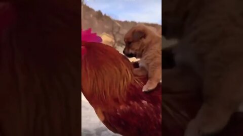 His cute 👑 🥺❤️ please get this viral | #viral | #funnydogs | #trending | #shorts