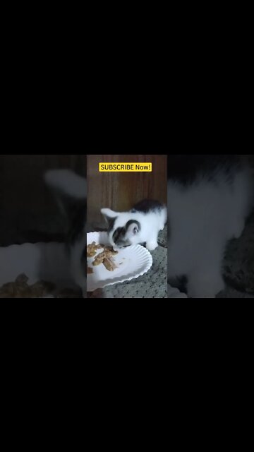 Beautiful Baby Kitten Eating SUBSCRIBE and go watch all my Diecast Diorama 1/64 Tractor Trailers DCP