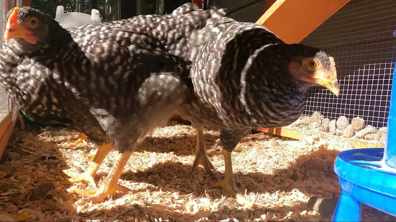 My Backyard Chickens - Episode 34