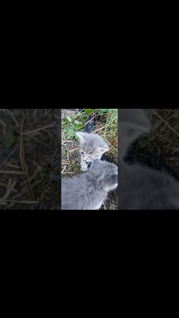 Getting Enough Attention