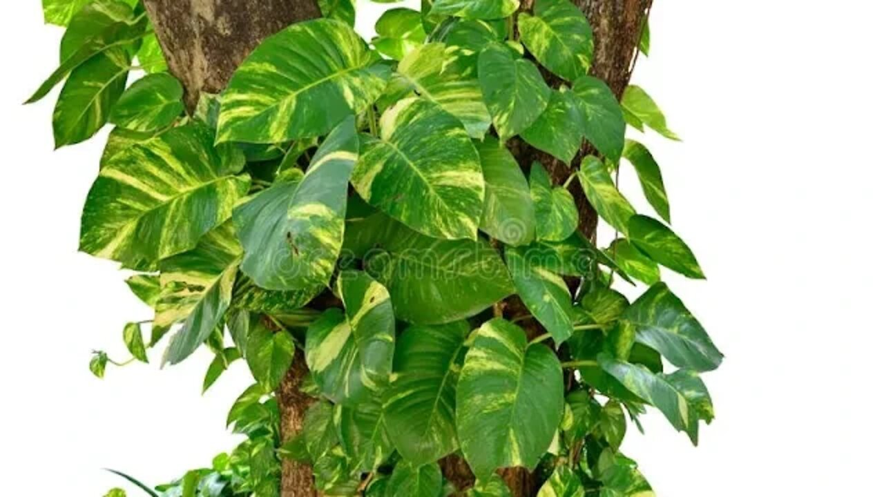 POTHOS\MONEY PLANT IN DEEP SUB