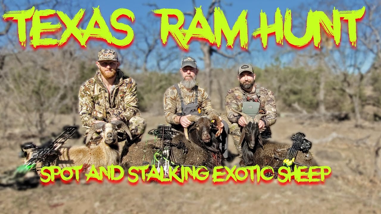 Hunting Exotic Sheep and Rams in Central Texas @The Wildlife Ranch