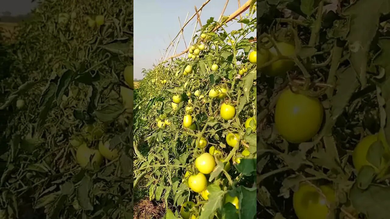 cultivation of tomato with minimal use of chemicals in Bangladesh. #shorts