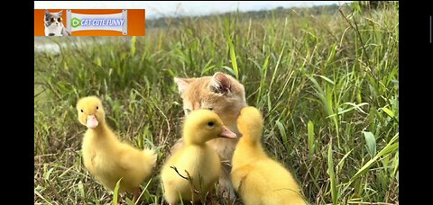 The kitten takes three duckling on an outdoor trip! Happy duck.