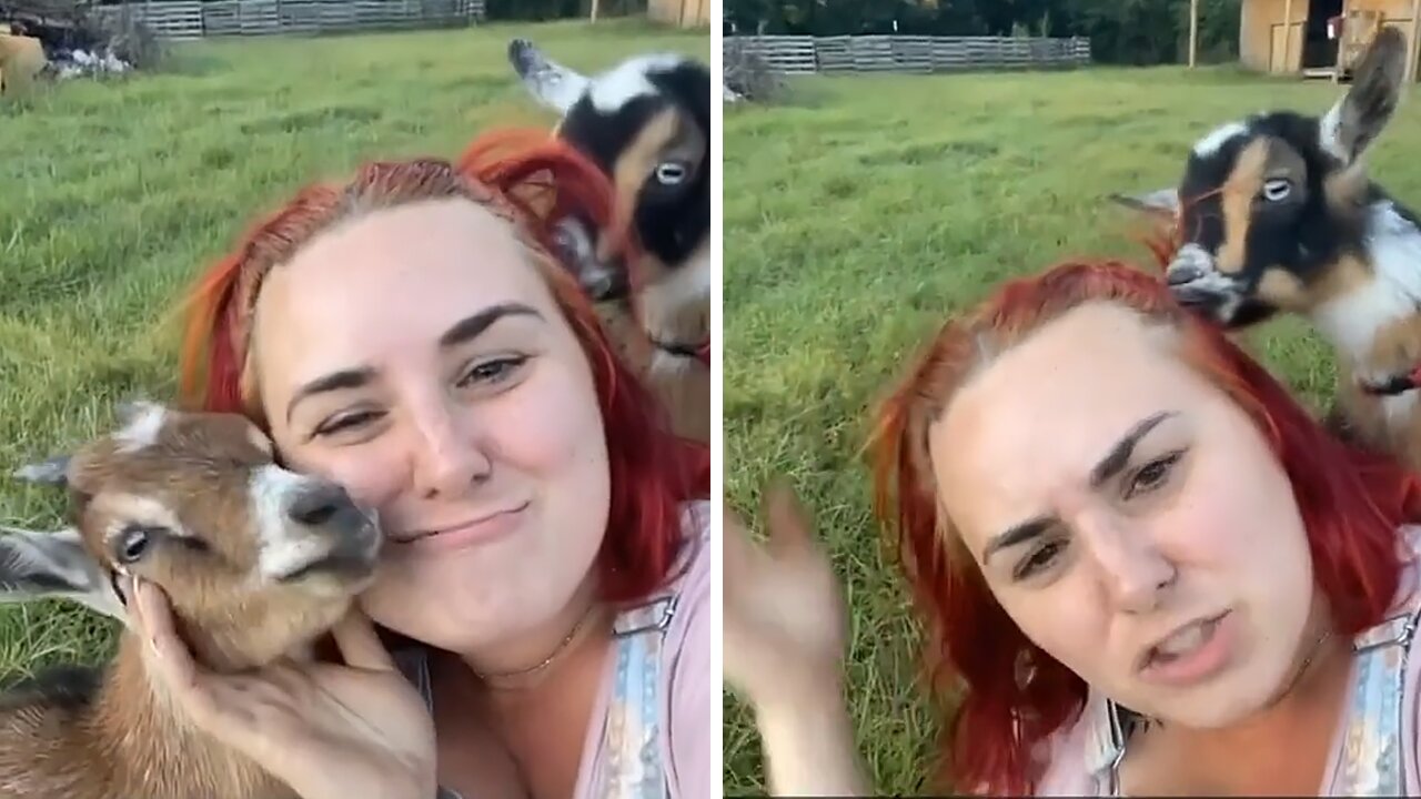 Super Jealous Goat Demands More Attention