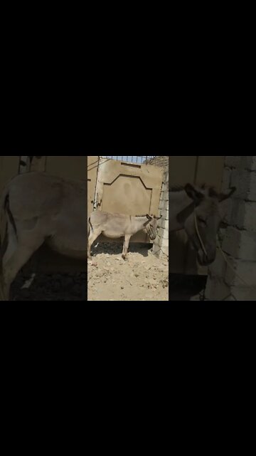 Donkey Of Eastern Rural Areas #Ubertainment #ytshorts #animals #viral #viral2022 #trending2022