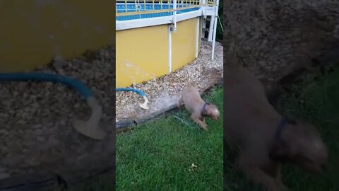 Copper Early Summer Fun!