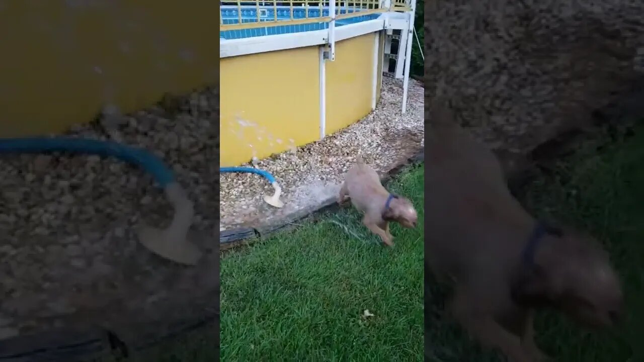 Copper Early Summer Fun!