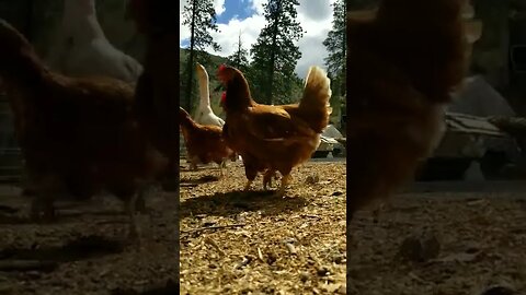 #chickens #layers #freerange #homesteading #goose #farm #farmanimals #farmlife #homesteadlife
