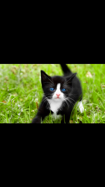 Funny Cats😹 & Dogs🐶 Videos of 2023 Compilation! #33