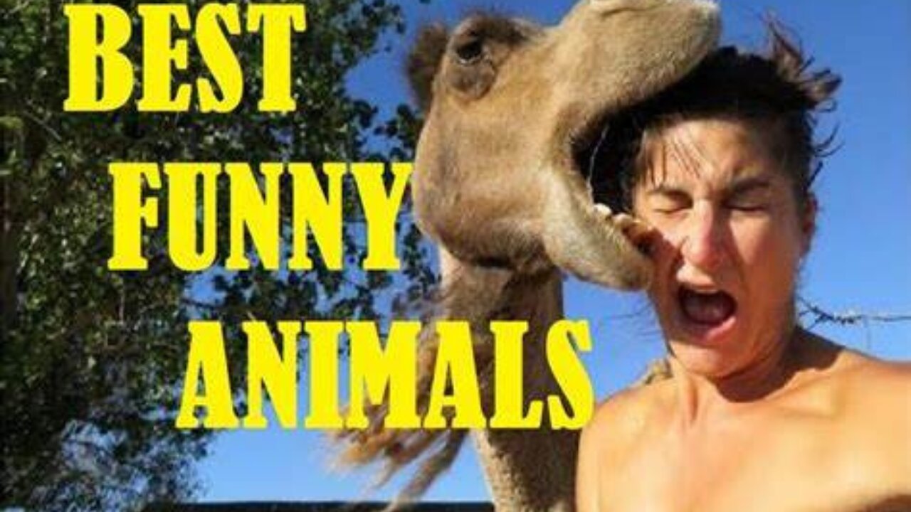 Funniest Animals 🐧 - Best Of The 2023 Funny Animal Videos 😁