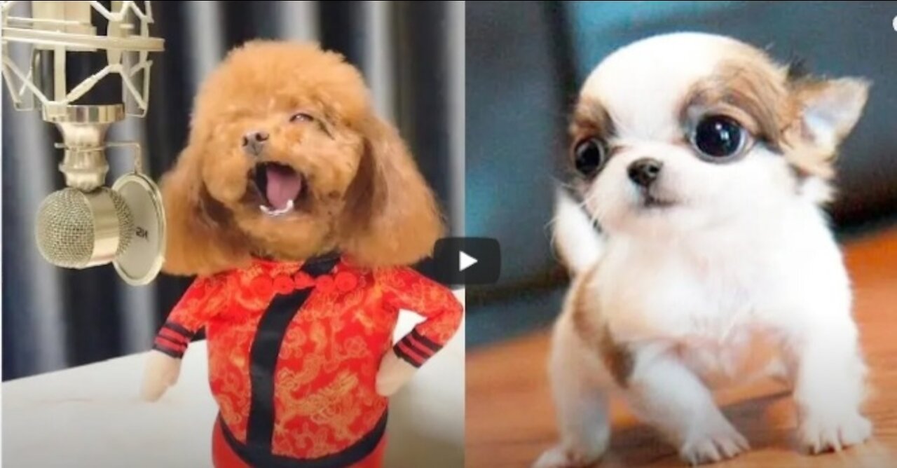 You will laugh at all the dogs 😂 dogs funny moment 😂😅🐕