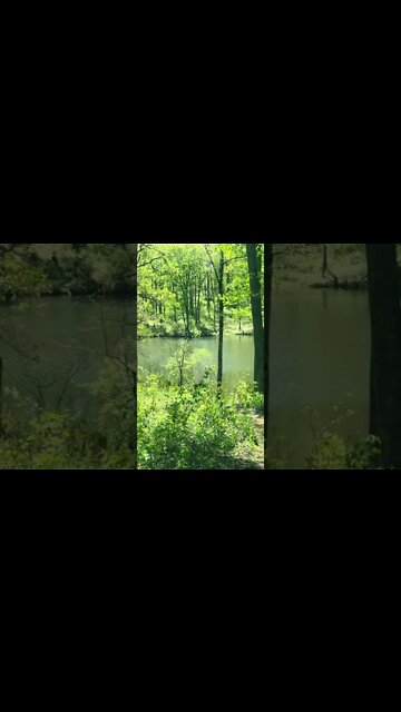 Among the Trees 🌲 Through the years #shorts