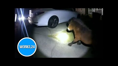 Runaway pony makes Alabama officers sweat, pursuit lasts for two hours | USA TODAY