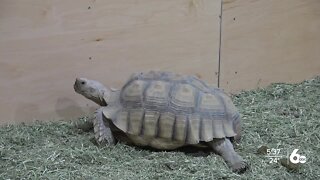 Twin Falls Zoological Center expands animal exhibits