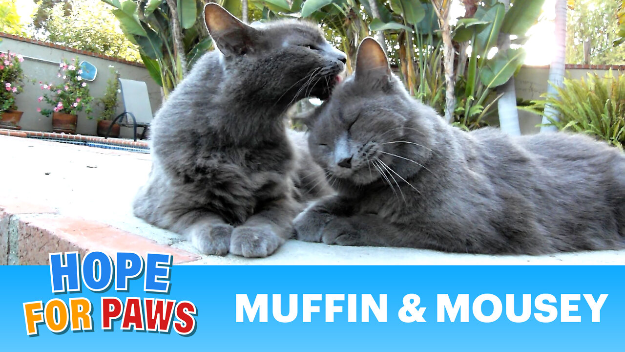 The cutest cats in the world - Muffin & Mousey (available in HD1080 - by Eldad Hagar)