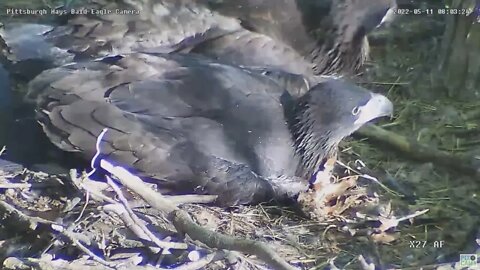 Hays Bald Eagles Nest H18 H17 H16 Closeup 2022 05 11 8:02am