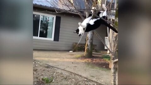 Help! This Cat Is Hanging From A Tree