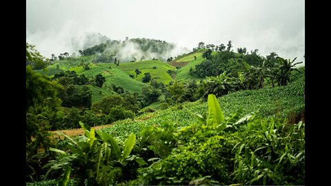 Communion in the Jungle