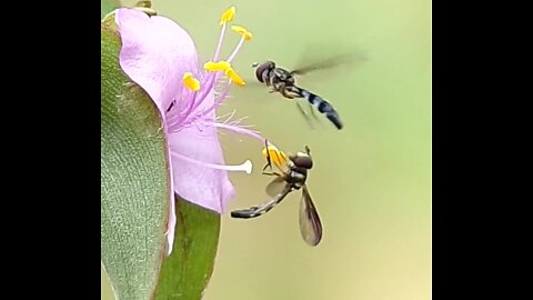 Ocyptamus fuscipennis..Dusky Winged Hover Fly