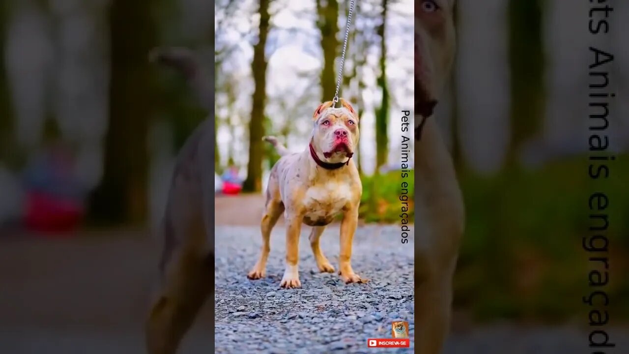 Pitbull cão de raça #shorts