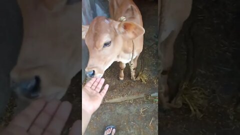 #let's have some enjoy my cow