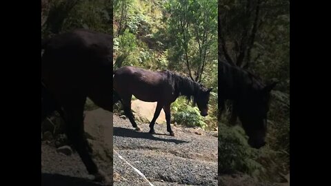 Brumby wanders down driveway