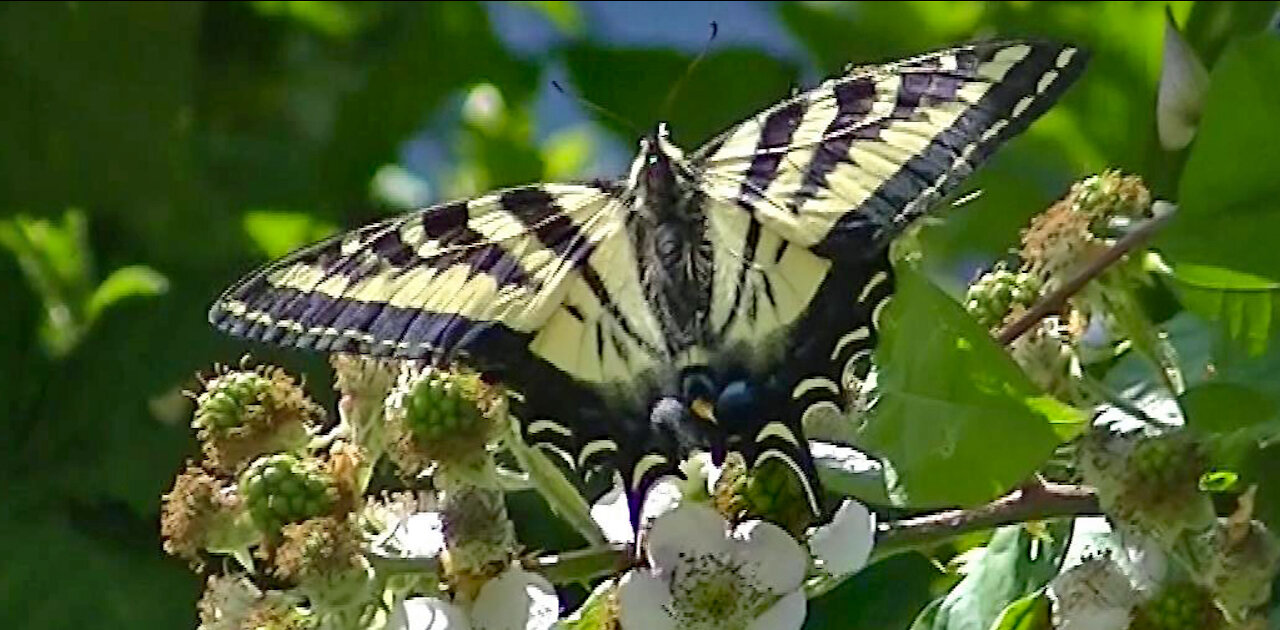 IECV NV #414 - 👀 Tiger Swallowtail Butterfly🦋 7-13-2017