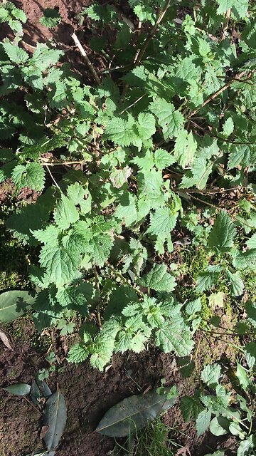 Stinging Nettle (Urtica dioica) in Winter #forage #medicinalherb #survival