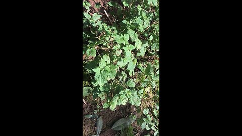Stinging Nettle (Urtica dioica) in Winter #forage #medicinalherb #survival