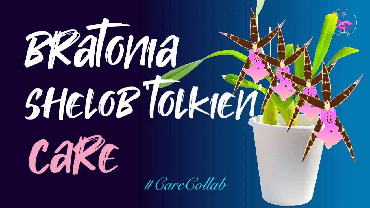 Bratonia Shelob 'Tolkien' ACCLIMATING CARE | Pumice & Self-Watering by The Med #CareCollab