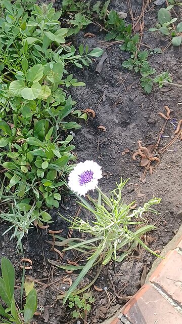 supposedly extinct in Europe