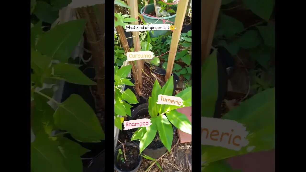 What kind of ginger is it? Or is it tumeric? #shorts #gardening #plants #containergardening #ginger