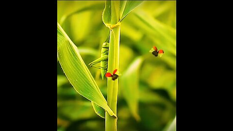 Grasshopper very funny video. and other insects funny video.