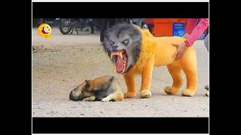 Troll Prank Dog Funny fake Lion and Fake Tiger Prank To dog Huge Box Prank to dog