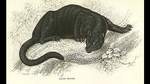 Dayton Area Phantom Panthers