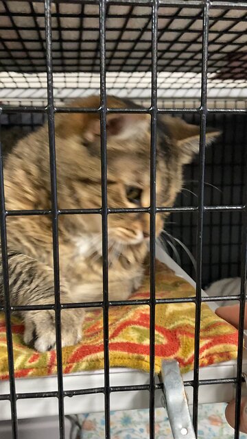 Luna at Happy Endings No Kill Cat Shelter