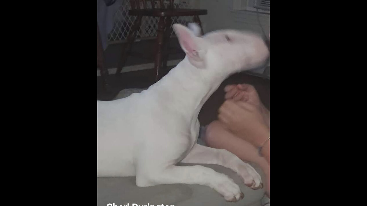 My bull terrier