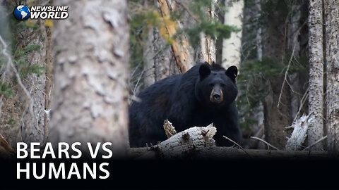 Food shortage leads to sharp rise of bear attacks in Japan
