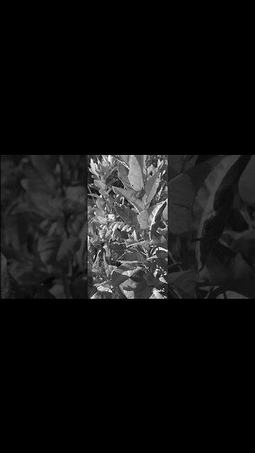 Lemons bring life! #shorts #lemontree