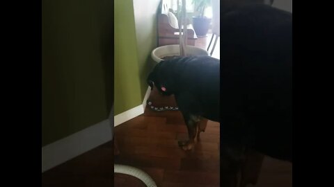 Rottweiler Plays With Snake#Shorts #rottweiler😂💖💜💛