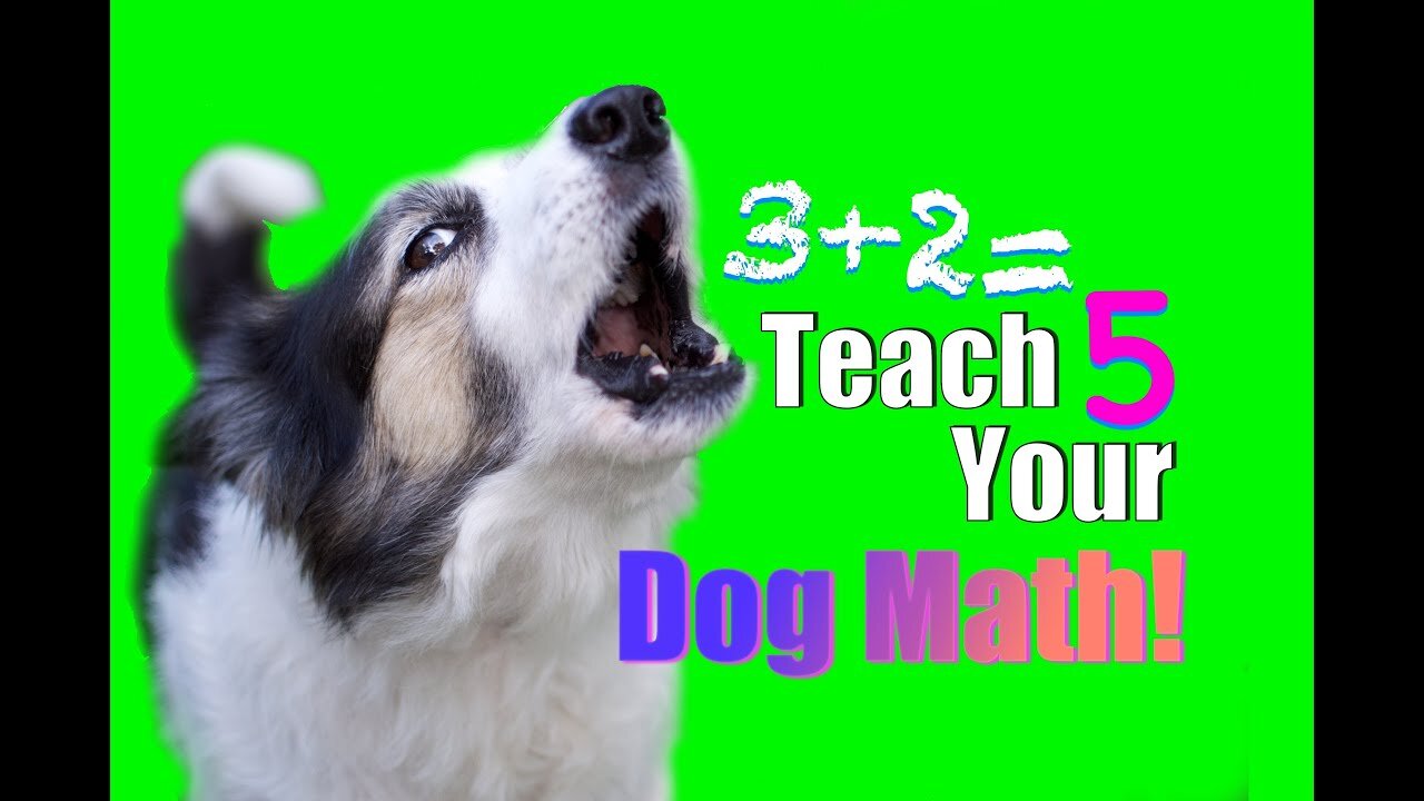 Impossible Dog Trick? How to Teach Your Dog Math