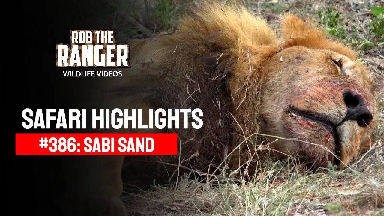 Safari Highlights #386: 24 - 27 December 2015 | Sabi Sand Nature Reserve | Latest Wildlife Sightings