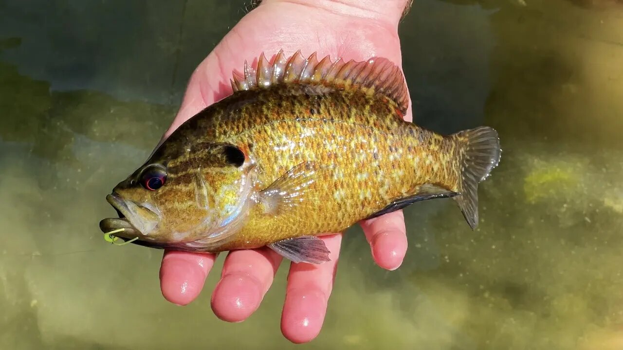 Summer Popper Fishing For Small Creek Bass & Panfish in Hill Country Texas