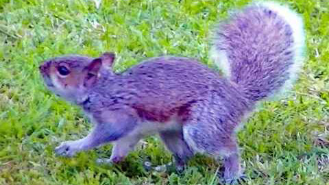 IECV NV #361 - 👀 Grey Squirrel In The Backyard 🐿️And A House Sparrow🐤 5-27-2017