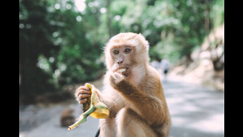 Scientists Baffled By The Spread Of Monkeypox In US & Europe
