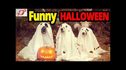 🐕 Halloween Party - Funny Halloween Dogs & Cats Compilation! 👻